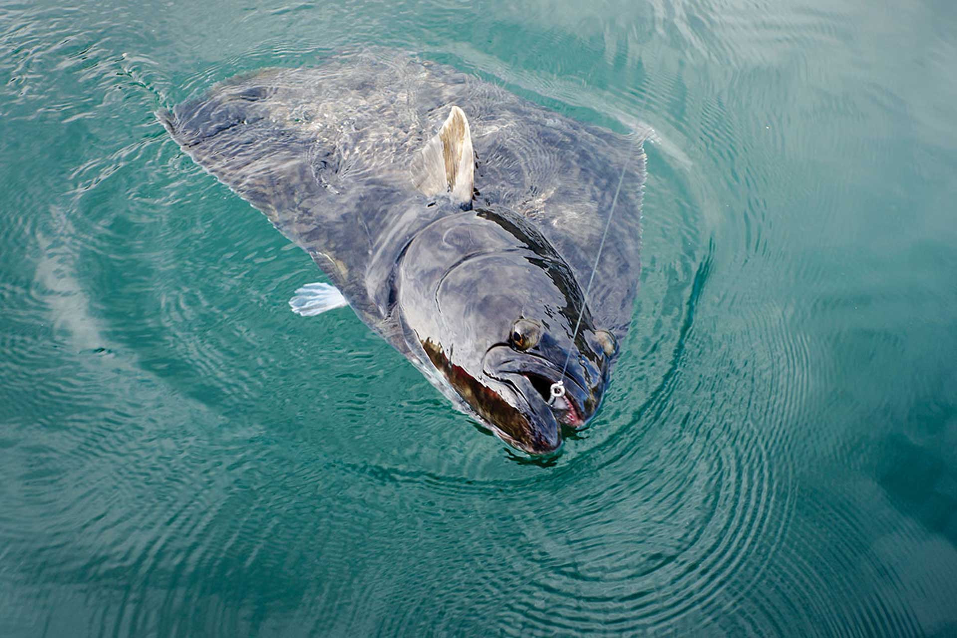 Kenai River Fishing Guides, Guided Salmon Fishing Trips, Kenai Wild Fishing