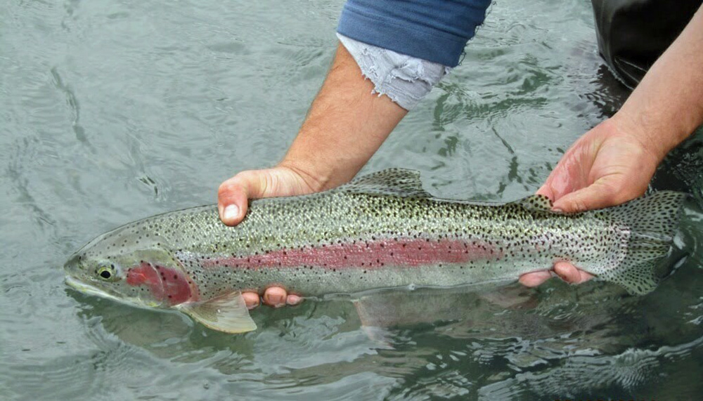 Kenai Wild Fishing – Alaska Rainbow Trout Guides