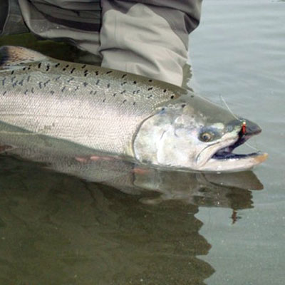 Alaska Fishing Guide Species - Kenai Wild Fishing